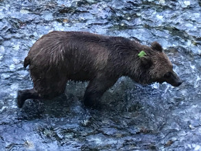 fish Creek Bear Observation Area - Hyder, Alaska (Seasonal and Fun!)