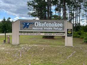 Wayne and Lisa Take a Tour of Okefenokee Swamp Preserve - Lots of Alligators!