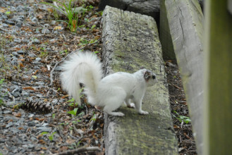 Wayne and Lisa Visit Brevard, NC - White Squirrel Search