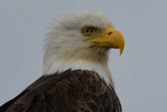 Bald Eagles Near Anchor Point, Alaska (Just North of Homer)